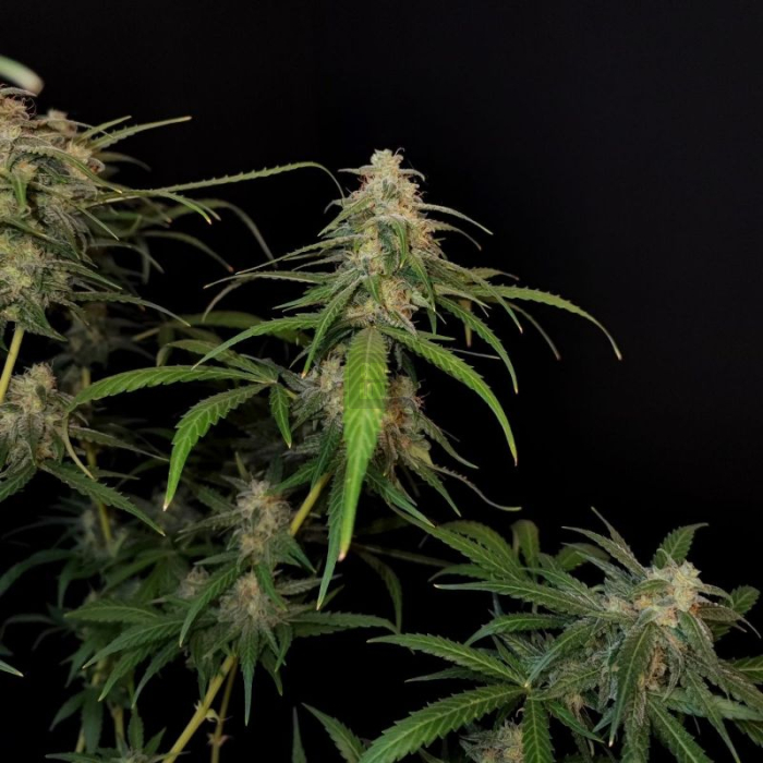 Sour Diesel Auto Fast Buds