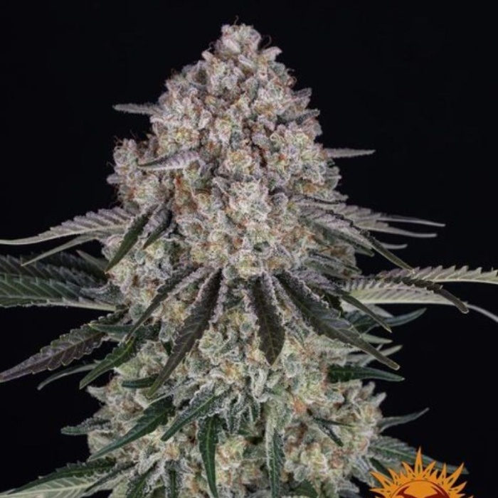 Sour Diesel