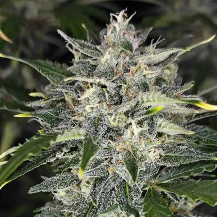 Sour Jealousy Auto Sour Jealousy Auto