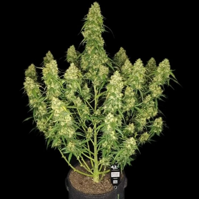 Sour Jealousy Auto