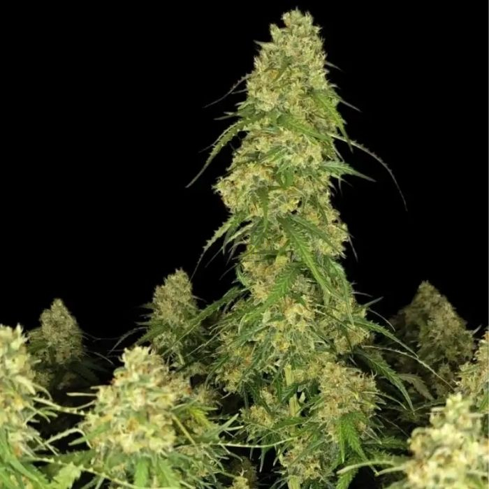 Sour Jealousy Auto