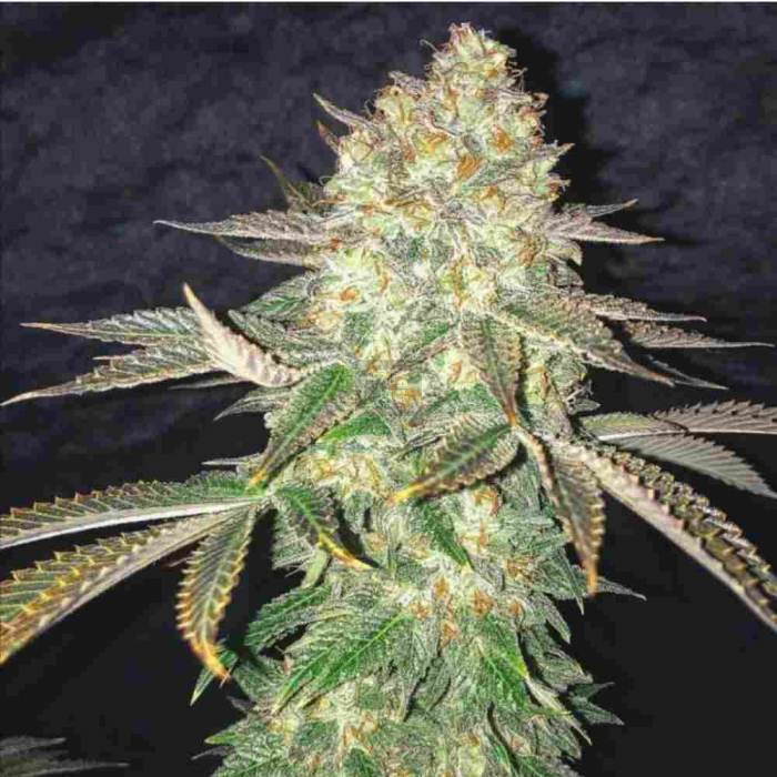 Spooky OG