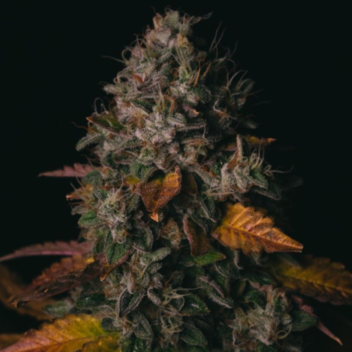 Spooky OG