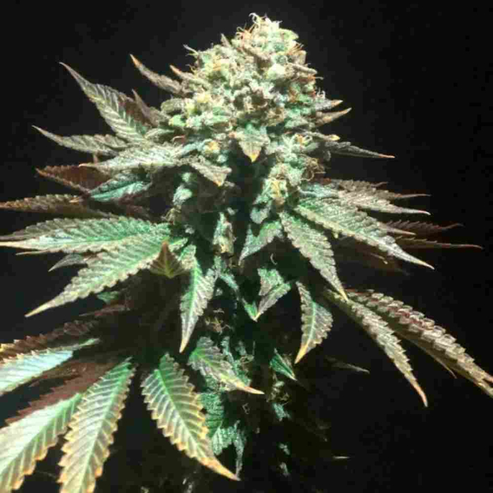 Spooky OG