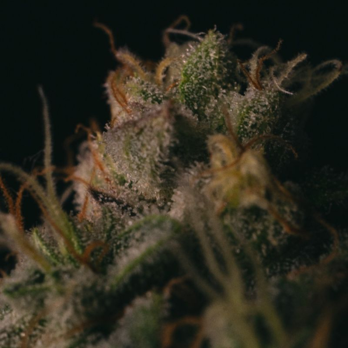 Spooky OG
