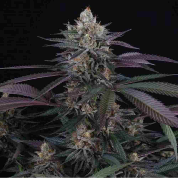 Spritz (Mimosa x Jet A)