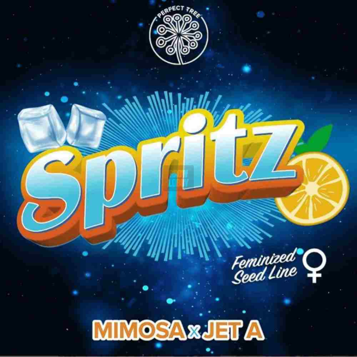 Spritz (Mimosa x Jet A)