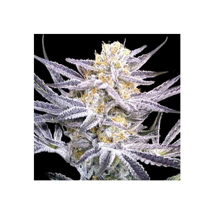 SSOG