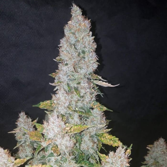 Stardawg Auto