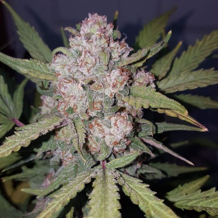 Stardawg Auto