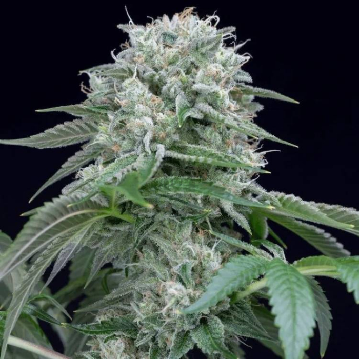 Starfire OG Starfire OG