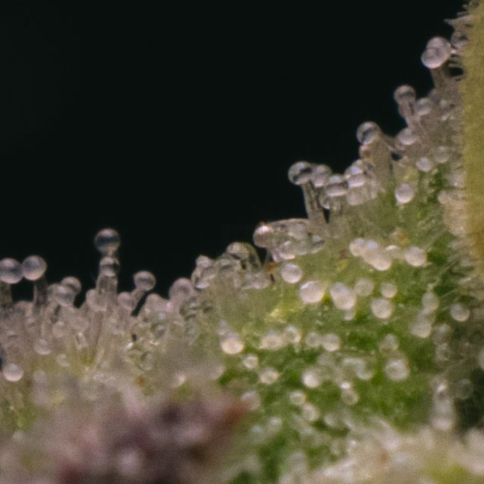 Sticky Gorilla #4
