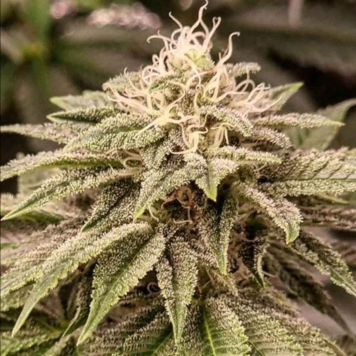 Sticky Gorilla #4