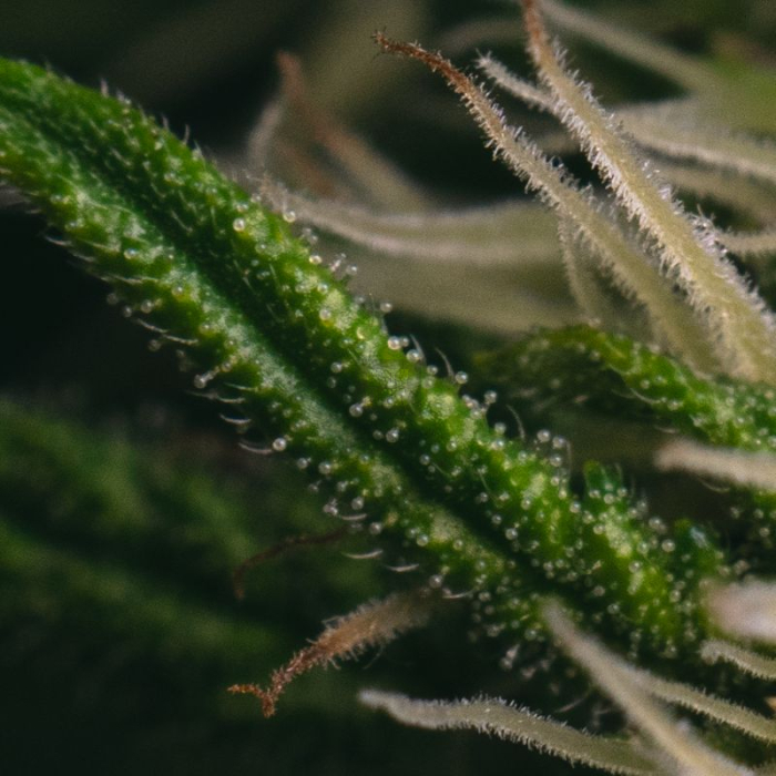 Sticky Gorilla #4