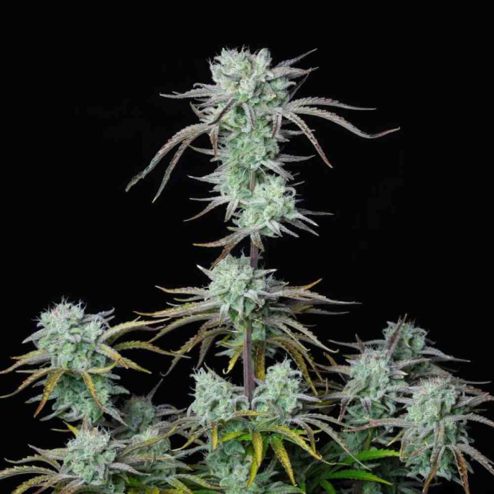 Strawberry Banana Auto