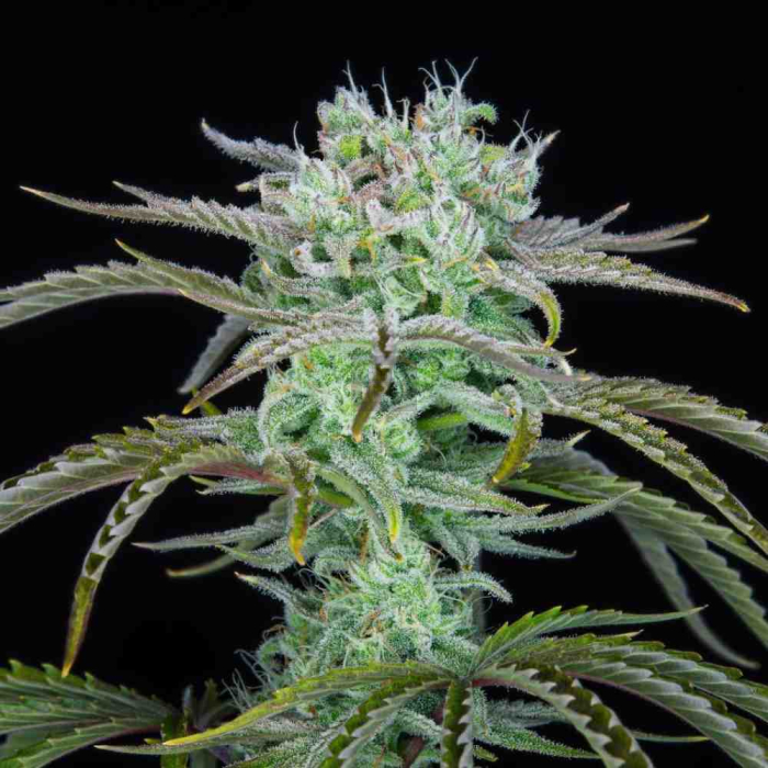 Strawberry Banana Auto