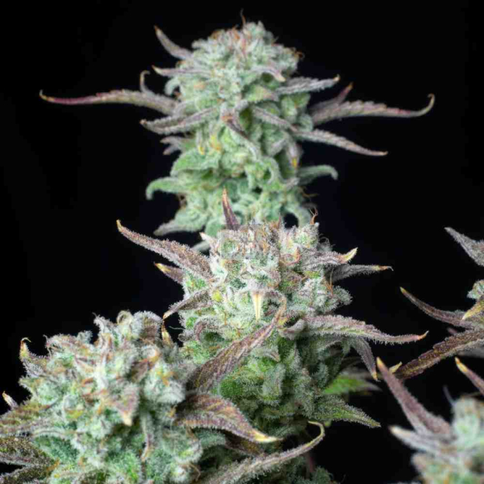 Strawberry Banana Auto