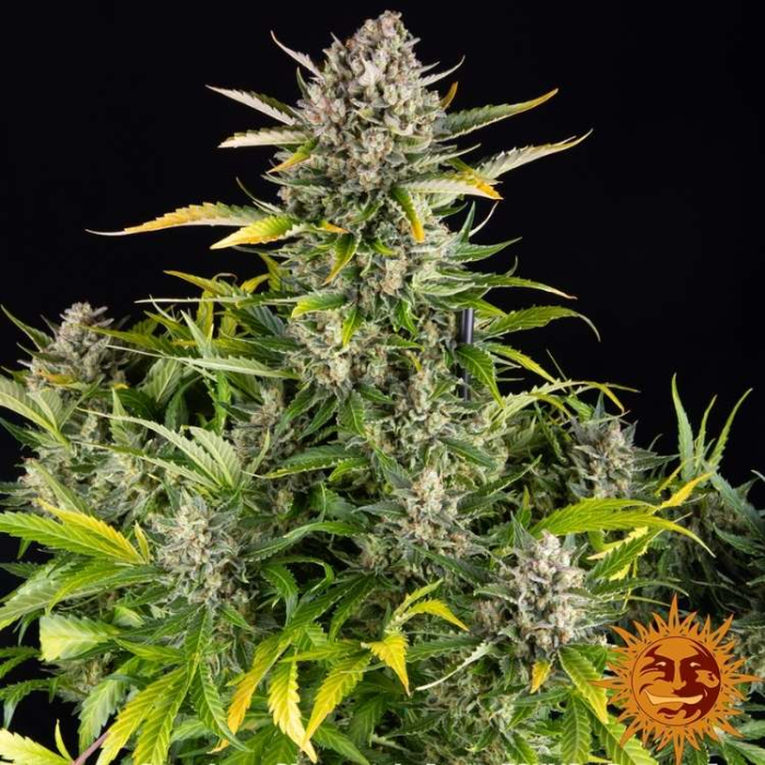 Strawberry Cheesecake Auto