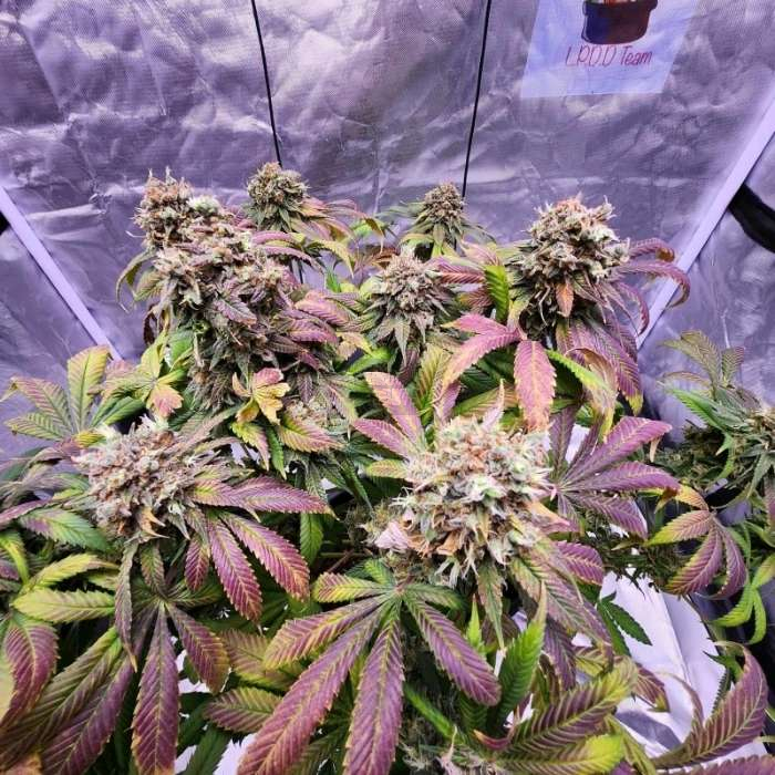 Strawberry Cookies Strawberry Cookies