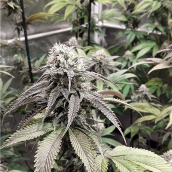 Strawberry Cookies Strawberry Cookies