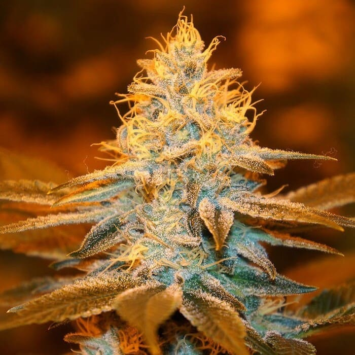 Strawberry Glue
