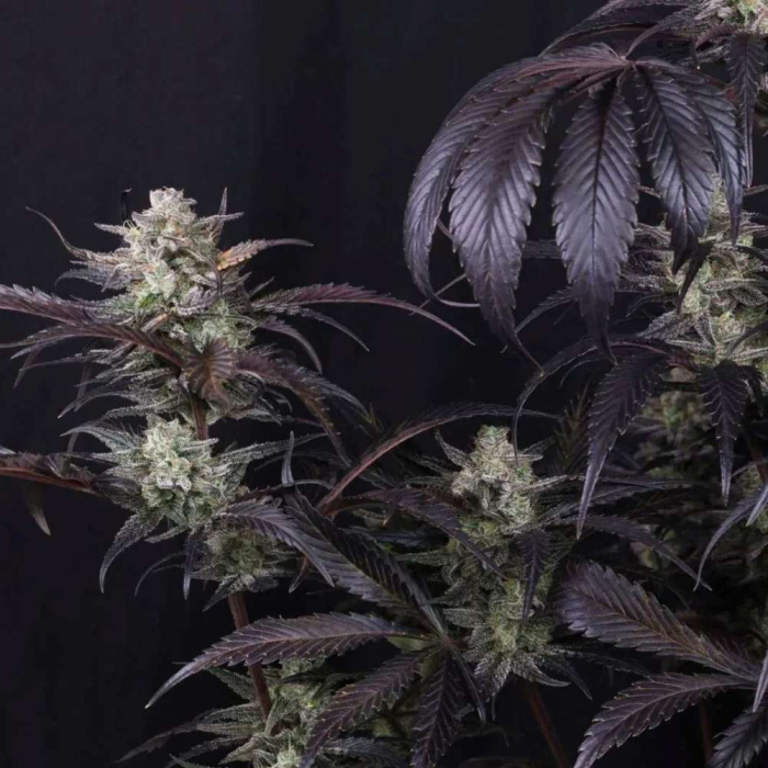 Strawberry Gorilla Auto RF3
