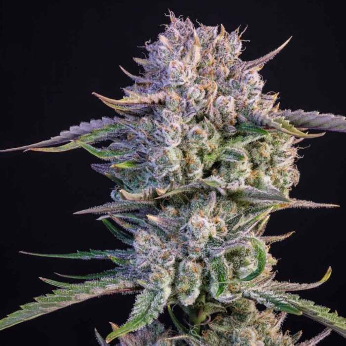 Strawberry Gorilla Auto