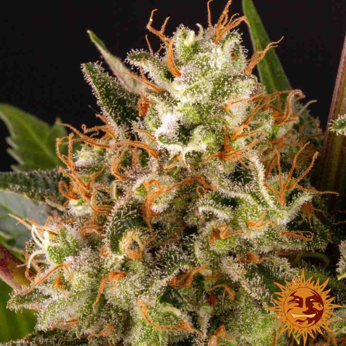Strawberry Lemonade