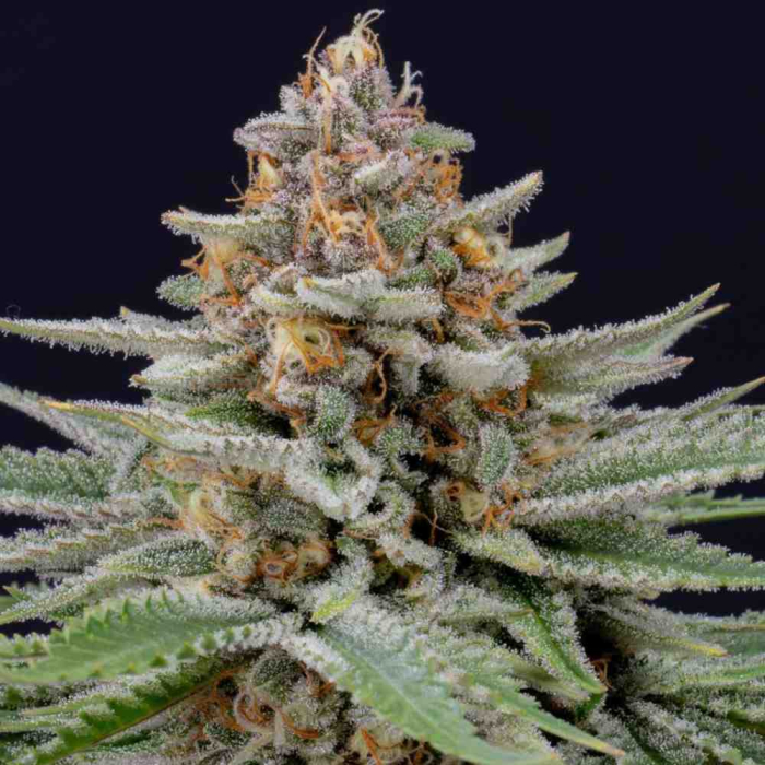 Strawberry Pie Auto
