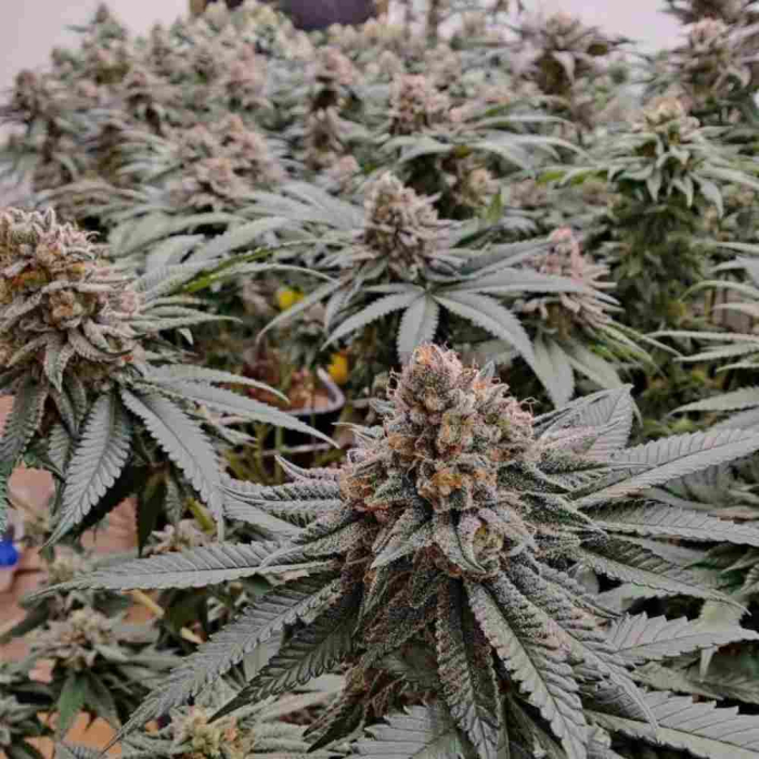 Strawberry Shortcake Auto