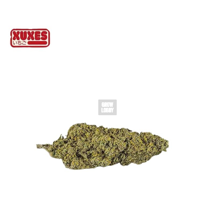 Strawberry CBD XUXES