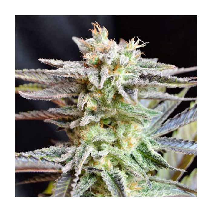 Sugar Black Rose Sugar Black Rose