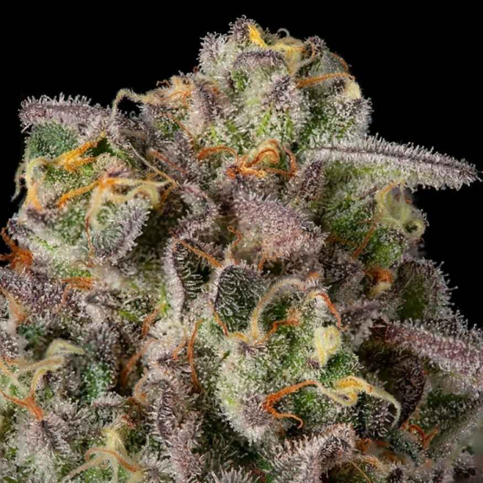 Sugar Rock