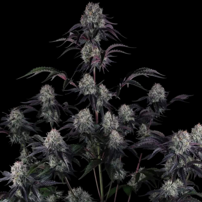 Sundae Frost Auto