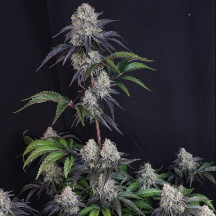 Sundae Frost Auto