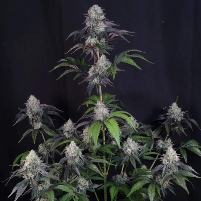 Sundae Frost Auto