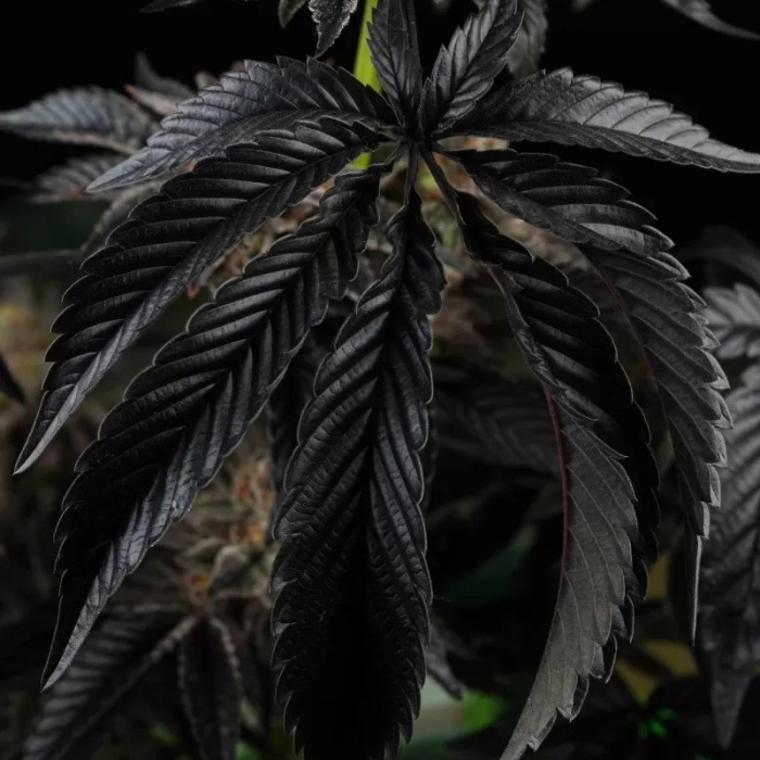 Sunset Cherries (Sunset Sherbert x Cherrytini)