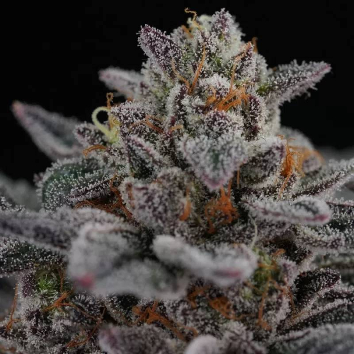 Sunset Cherries (Sunset Sherbert x Cherrytini)