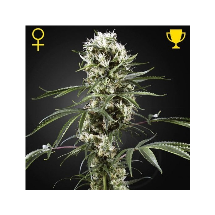 Super Lemon Haze