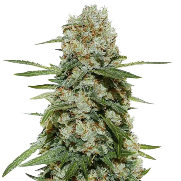 Super Silver Haze Green House