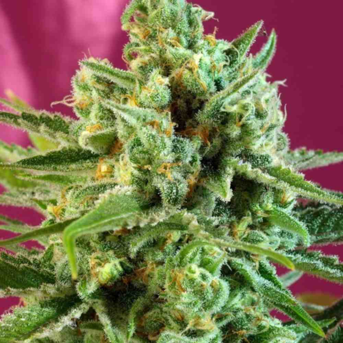 Sweet Afgani Delicious CBD Sweet Afgani Delicious CBD