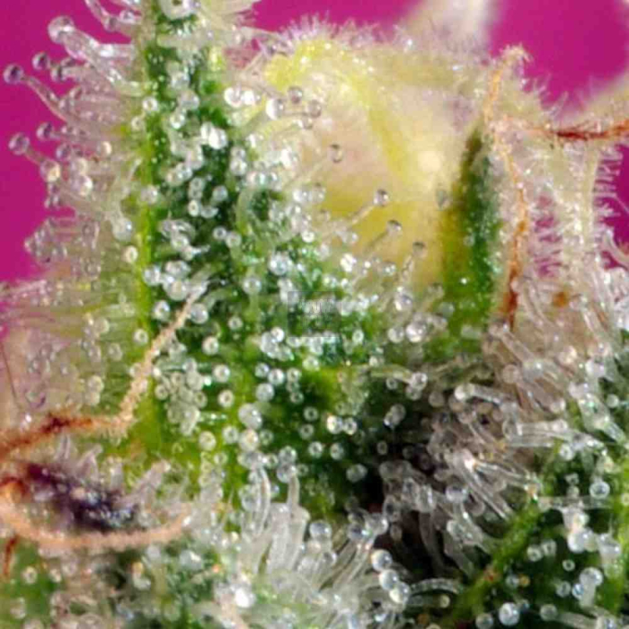 Sweet Afgani Delicious CBD
