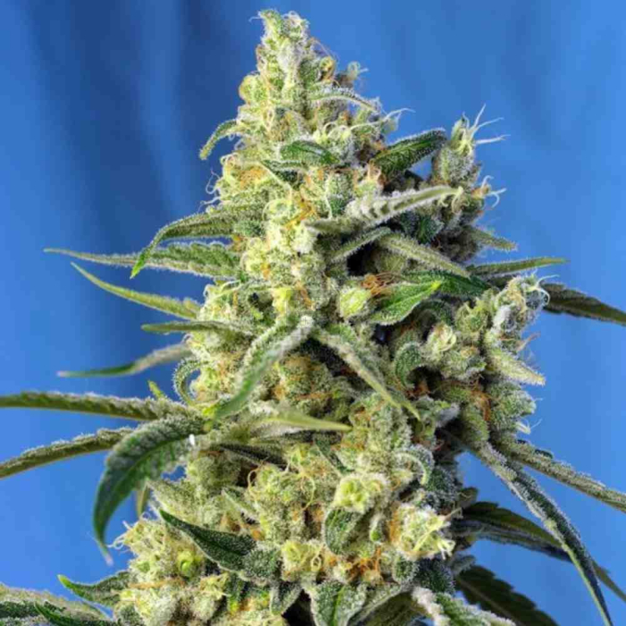 Sweet Amnesia Haze