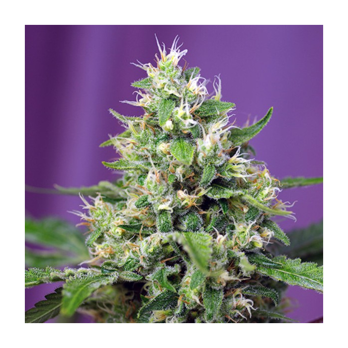 Sweet Amnesia Haze XL Auto