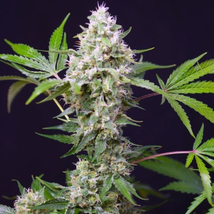 Sweet Amnesia Haze XL Auto