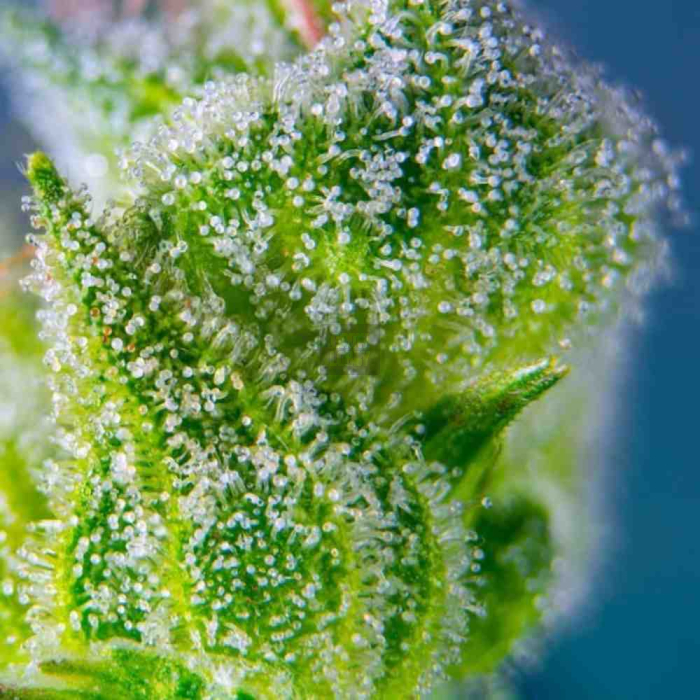 Sweet Amnesia Haze XL Auto