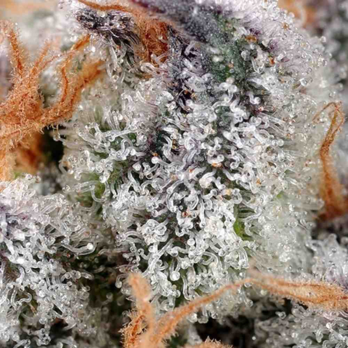 Sweet Cheese