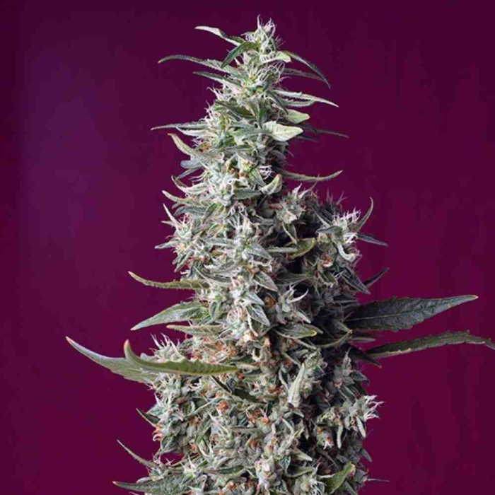 Sweet Cherry Pie
