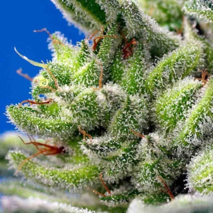 Sweet Gelato Auto