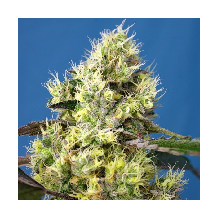 Sweet Gelato Auto Sweet Gelato Auto